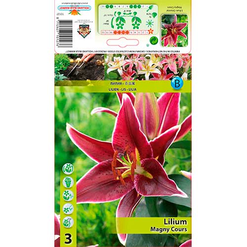 Lelija (Lilium) Magny Course interface.image 1 interface.art 76606