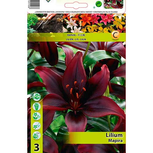 Lelija (Lilium) Mapira interface.image 1 interface.art 76471