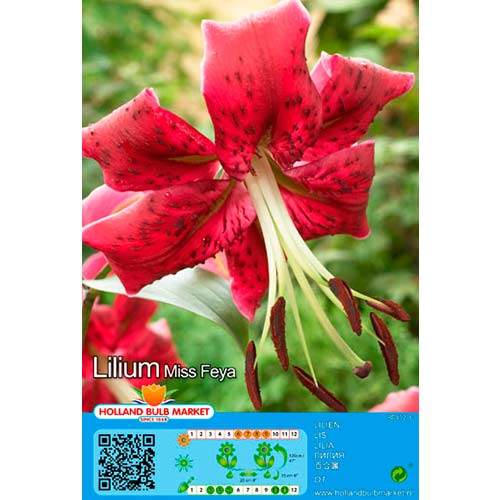 Lelija (Lilium) Miss Feya interface.image 1 interface.art 76472
