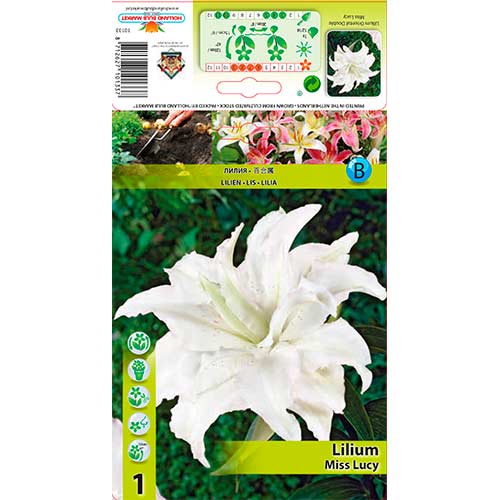 Lelija (Lilium) Miss Lucy interface.image 1 interface.art 76316