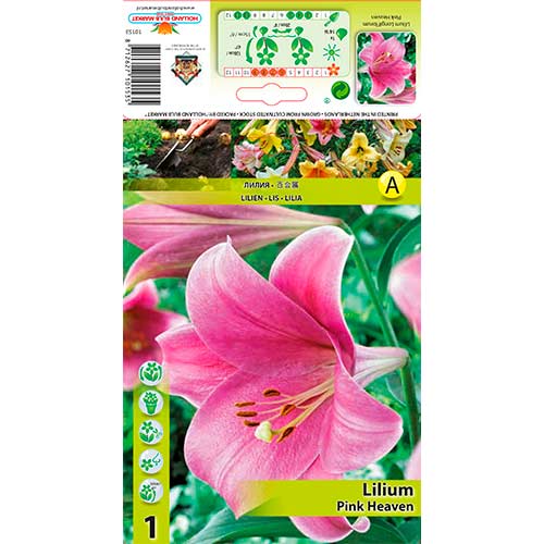Lelija (Lilium) Pink Heaven interface.art nuotrauka 1 Lelija (Lilium) Pink Heaven interface.image 1 interface.art 76317