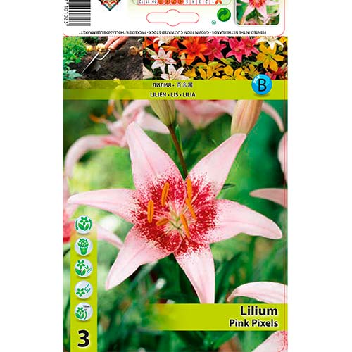 Lelija (Lilium) Pink Pixels interface.image 1 interface.art 70469