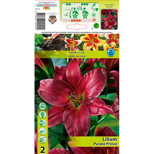 Lelija (Lilium) Purple Prince interface.image 1 interface.art 76319