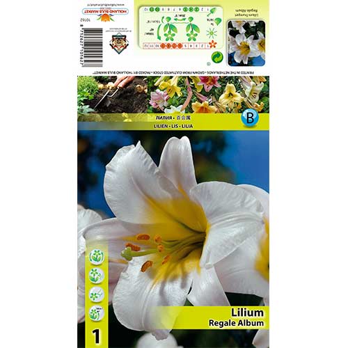 Lelija (Lilium) Regale Album interface.art nuotrauka 1 Lelija (Lilium) Regale Album interface.image 1 interface.art 70436