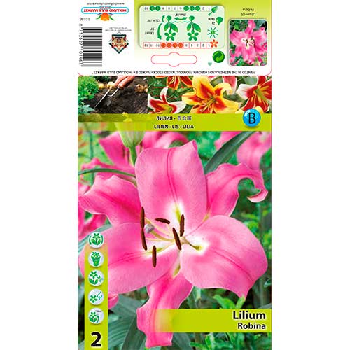 Lelija (Lilium) Robina interface.image 1 interface.art 76608