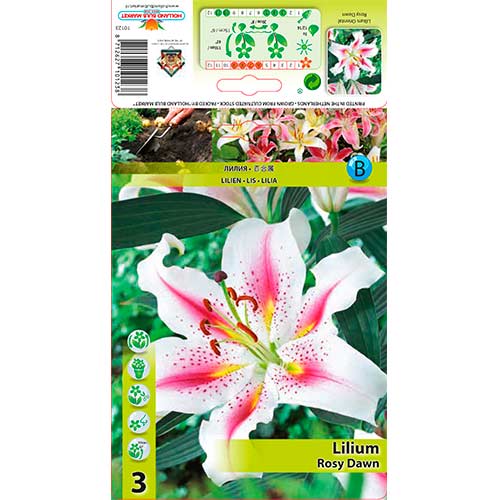 Lelija (Lilium) Rosy Dawn interface.image 1 interface.art 76322