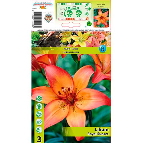 Lelija (Lilium) Royal Sunset interface.image 1 interface.art 76323