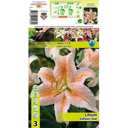 Lelija (Lilium) Salmon Star interface.art nuotrauka 1 Lelija (Lilium) Salmon Star interface.image 1 interface.art 70437