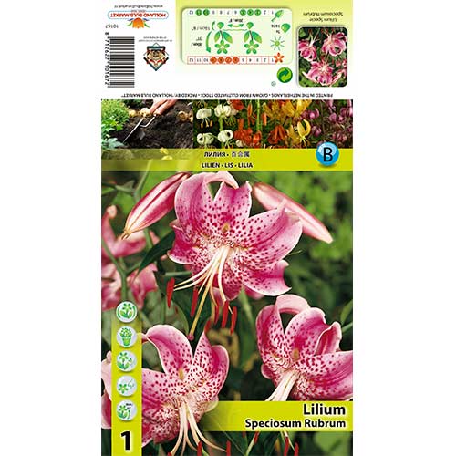 Lelija (Lilium) Speciosum Rubrum interface.image 1 interface.art 70438