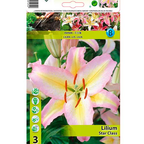 Lelija (Lilium) Star Class interface.image 1 interface.art 76478