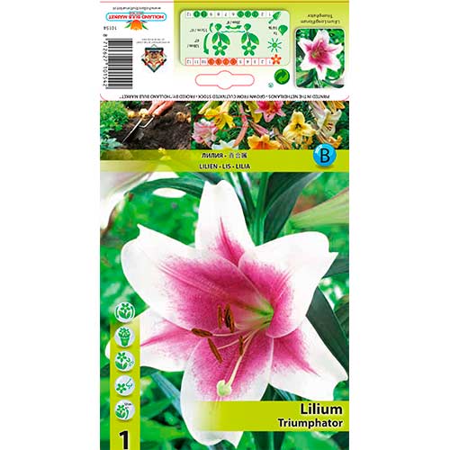 Lelija (Lilium) Triumphator interface.art nuotrauka 1 Lelija (Lilium) Triumphator interface.image 1 interface.art 76324