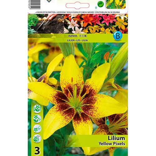 Lelija (Lilium) Yellow Pixels interface.art nuotrauka 1 Lelija (Lilium) Yellow Pixels interface.image 1 interface.art 70470