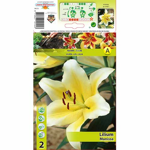 Lelija-medis Manissa interface.image 1 interface.art 70276