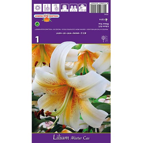 Lelija Mister Cas interface.image 1 interface.art 77841