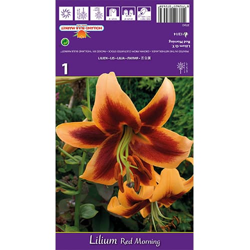 Lelija Red Morning interface.image 1 interface.art 77842