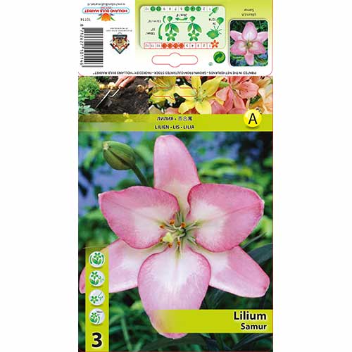 Lelija hibridinė Samur interface.image 1 interface.art 70274