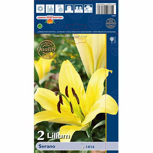 Lelija-medis Serano interface.image 1 interface.art 70233