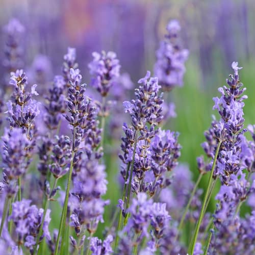 Levanda Sensational, P9 interface.image 1 interface.art 1597