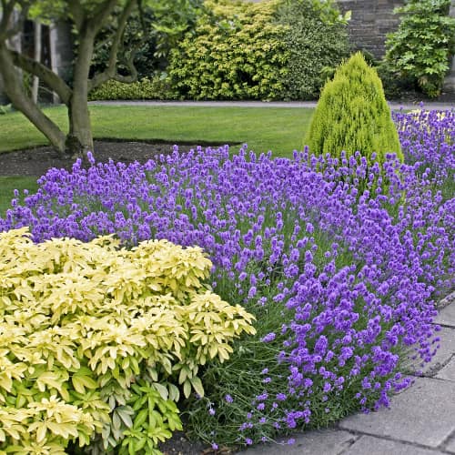 Levanda Dwarf Blue, P9 interface.image 1 interface.art 9069