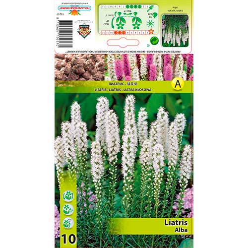 Liatris (Liatris) Spicata Alba interface.art nuotrauka 1 Liatris (Liatris) Spicata Alba interface.image 1 interface.art 76301