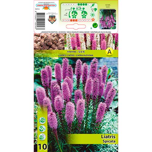 Liatris (Liatris) Spicata interface.image 1 interface.art 76300