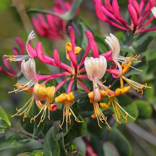 Lonicera periclymenum Belgica Select, С2 interface.art nuotrauka 1 Lonicera periclymenum Belgica Select, С2 interface.image 1 interface.art 7786