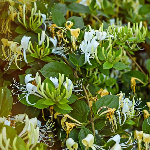 Lonicera periclymenum Graham Thomas, С2 interface.art nuotrauka 1 Lonicera periclymenum Graham Thomas, С2 interface.image 1 interface.art 7787