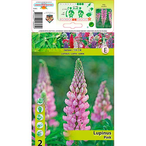 Lubinas (Lupine) Pink interface.art nuotrauka 1 Lubinas (Lupine) Pink interface.image 1 interface.art 76326