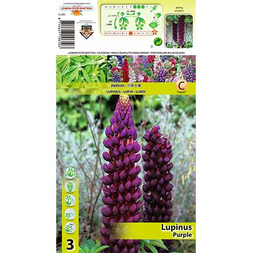 Lubinas (Lupine) Purple interface.art nuotrauka 1 Lubinas (Lupine) Purple interface.image 1 interface.art 70440