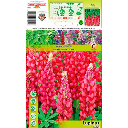 Lubinas (Lupine) Red interface.art nuotrauka 1 Lubinas (Lupine) Red interface.image 1 interface.art 76327