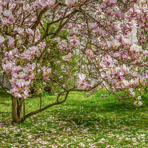 Magnolia Rustica Rubra, С2 interface.art nuotrauka 1 Magnolia Rustica Rubra, С2 interface.image 1 interface.art 7791