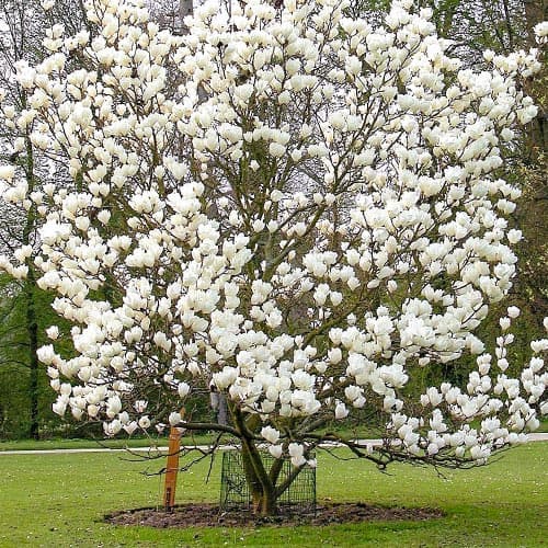 Magnolija Alba Superba interface.art nuotrauka 1 Magnolija Alba Superba interface.image 1 interface.art 9592