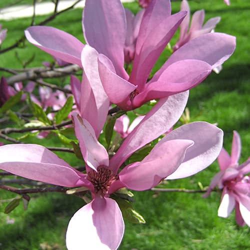 Magnolija Betti interface.art nuotrauka 1 Magnolija Betti interface.image 1 interface.art 1560