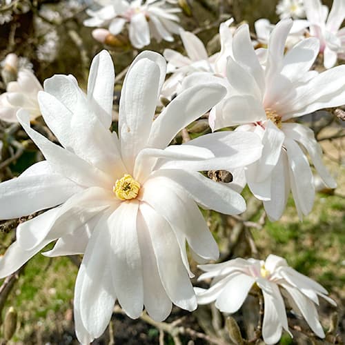 Magnolija Royal Star interface.art nuotrauka 1 Magnolija Royal Star interface.image 1 interface.art 5657