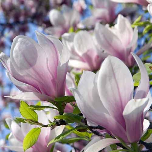 Magnolija Satisfaction, P9 interface.art nuotrauka 1 Magnolija Satisfaction, P9 interface.image 1 interface.art 1097