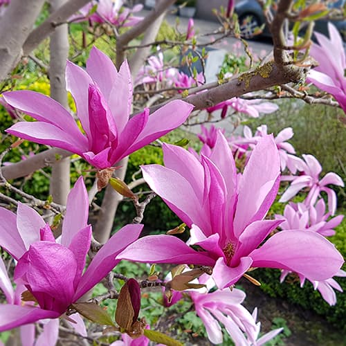 Magnolija Susan, C2 interface.art nuotrauka 1 Magnolija Susan, C2 interface.image 1 interface.art 9075