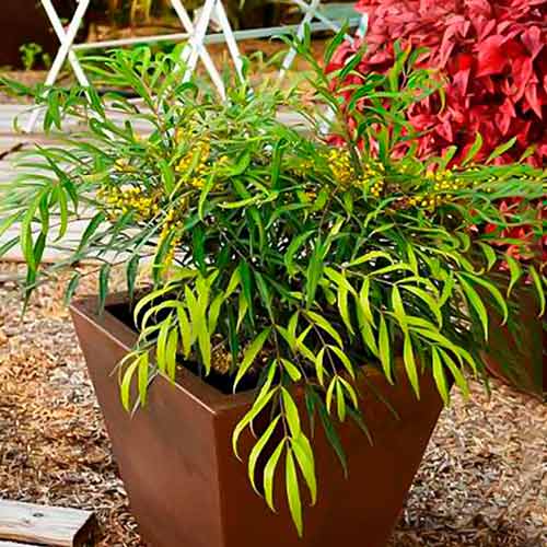 Mahonia Sweet Winter interface.art nuotrauka 1 Mahonia Sweet Winter interface.image 1 interface.art 5617