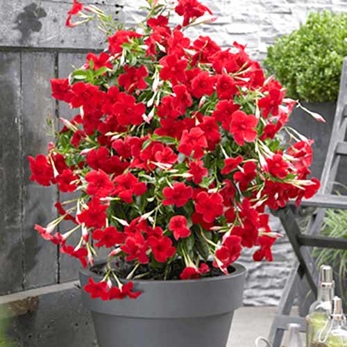 Mandevilė (Mandevilla) Red interface.art nuotrauka 1 Mandevilė (Mandevilla) Red interface.image 1 interface.art 77814