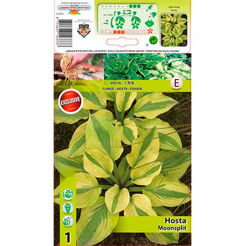 Melsvė (Hosta) Moonsplit interface.art nuotrauka 1 Melsvė (Hosta) Moonsplit interface.image 1 interface.art 76622