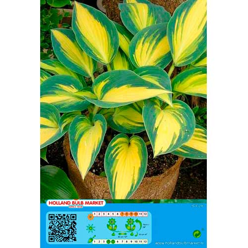 Melsvė (Hosta) Remember Me interface.image 1 interface.art 76461