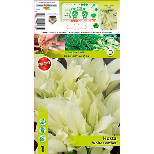 Melsvė (Hosta) White Feather interface.art nuotrauka 1 Melsvė (Hosta) White Feather interface.image 1 interface.art 76619