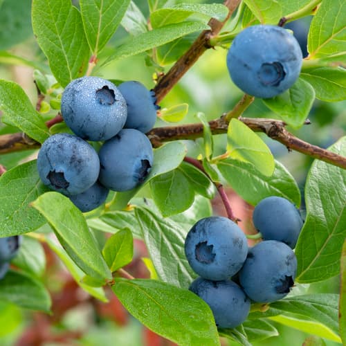 Mėlynės Bluecrop, P9 interface.image 1 interface.art 9270