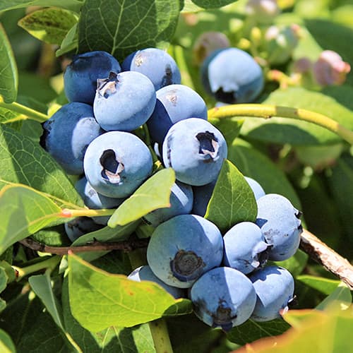 Mėlynės Bluegold, P9 interface.image 1 interface.art 9323