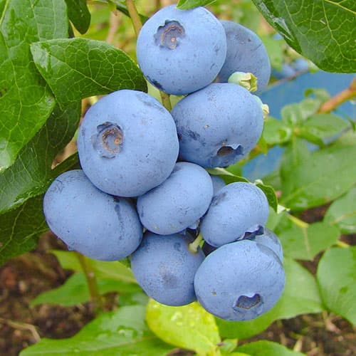 Mėlynės Bonus interface.image 1 interface.art 9325