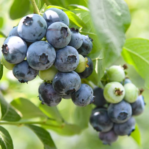 Mėlynės Chandler, P9 interface.art nuotrauka 1 Mėlynės Chandler, P9 interface.image 1 interface.art 9299