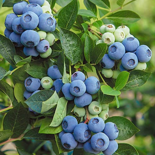 Mėlynės Denis Blue interface.image 1 interface.art 9220