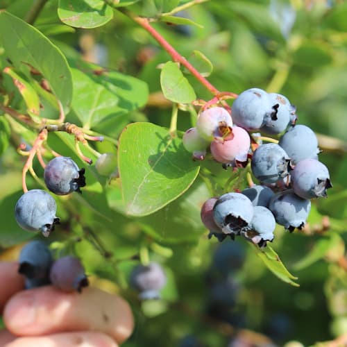 Mėlynės Duke, P9 interface.image 1 interface.art 9216