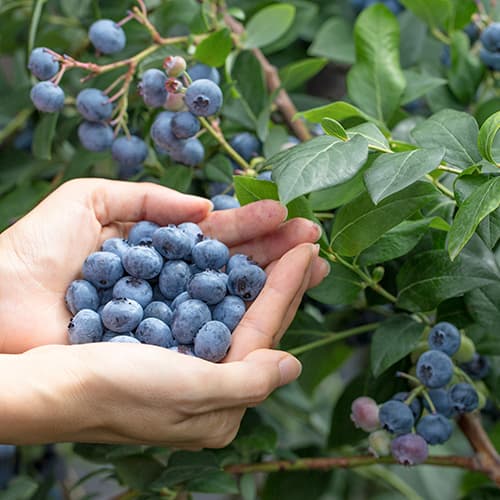 Mėlynės Eliot, P9 interface.image 1 interface.art 9327