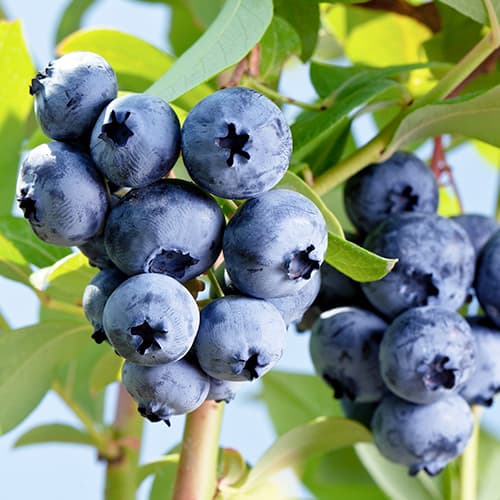 Mėlynės Elizabeth, P9 interface.art nuotrauka 1 Mėlynės Elizabeth, P9 interface.image 1 interface.art 9300