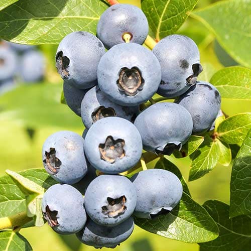 Mėlynės Reka interface.image 1 interface.art 9326